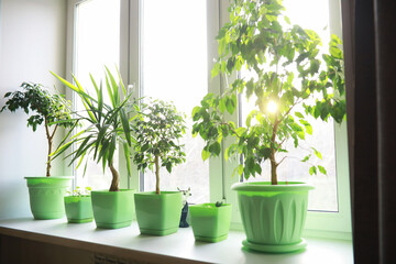Indoor plants and flowers in pots by the window. Seedlings on the windowsill.