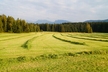 Fototapeta na wymiar green meadows of the Allgau region in Bavaria with the Alps in the background (Nesselwang, Allgaeu, Germany) 