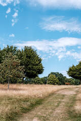 Dry Grass And Trees Countryside Heatwave Under Blue Summer Sky