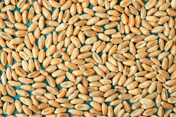 Close-up of wheat grains. Wheat texture background