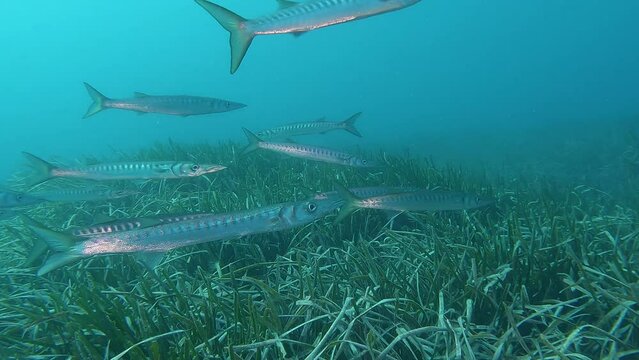 Group of Mediterranean  barracudas (Sphyraena viridensis) close to sea grass (Posidonia oceanica), one has a hook in his mouth
