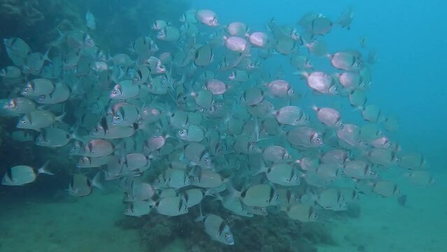 Big school of two-banded sea bream (diplodus vulgarias) very close to the camera. 