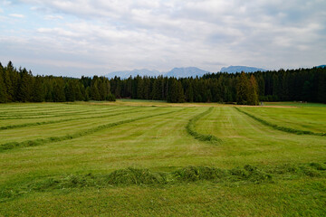 green meadows of the Allgau region in Bavaria with the Alps in the background (Nesselwang, Allgaeu, Germany)