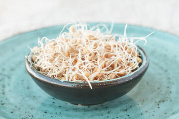 Sprouted wheat grains in a ceramic bowl on a blue plate.