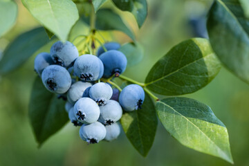 Blueberries - sweet, healthy berry fruit. Huckleberry bush. Blue ripe fruit on the healthy green...