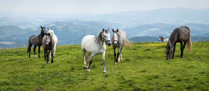 Lipizzaner