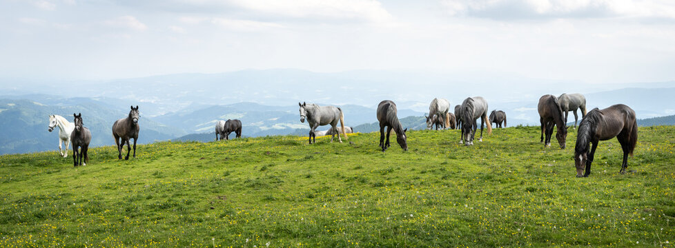 Lipizzaner