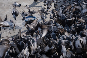 flock of pigeon