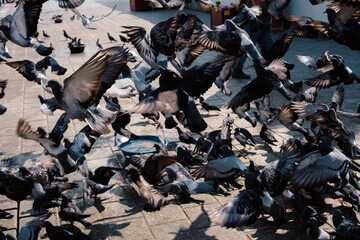 black and white pigeon