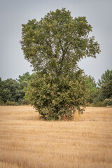 Isolated oak tree in the middle of the wheat crop, vertical composition