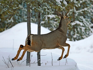 Mule Deer Buck running, leaping in winter forest.