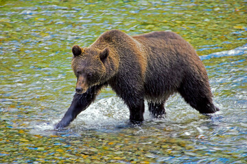 Naklejka na ściany i meble big brown bear fishing in river, Tongass National Forest, Alaska, USA