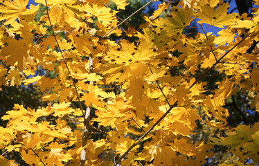 Maple leaves in autumn. Close up view of autumn yellow  leaves