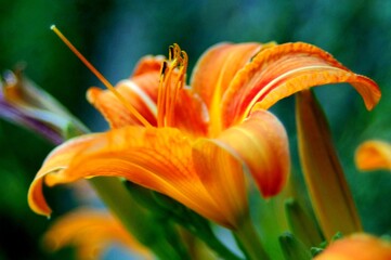 orange tiger lily