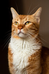 PORTRAIT OF DOMESTIC CAT SITTING