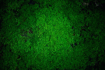 green moss on the floor background