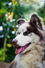 close-up portrait of siberian husky dog in the forest.