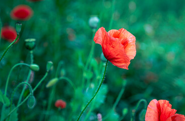 Poppy flowers on a blurred background among the grass.