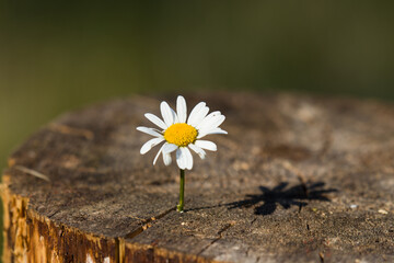 chamomile flower on a stump