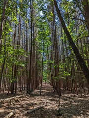 trees in the woods