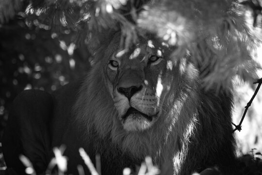 Lion black and white picture. Lion the biggest cat, lion king portrait, Panthera leo, male lion.	