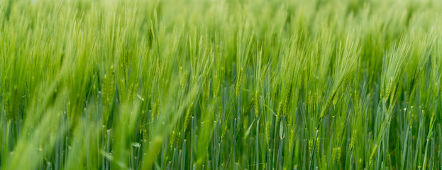 De Rome à Londres en partant de Genève, paysage, construction & architecture, nautisme, bateau et nature sauvage.