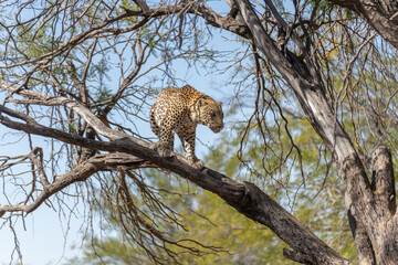 leopard grassland Namibian post Kalahari