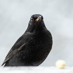 De Rome à Londres en partant de Genève, paysage, construction & architecture, nautisme, bateau et nature sauvage.