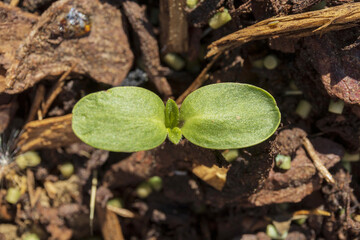 Small green sprout macro on dark brown plant mulch background top view