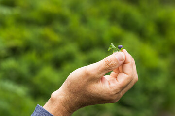 Senior man's hand holding one wild blueberry with green leaf over the nature background. Summer harvesting.