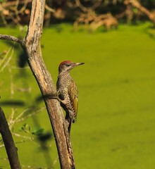 Žluna zelená Picus viridis