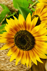 Obraz premium yellow-brown sunflower flower