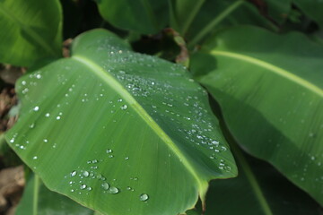 Banana leaf with droplet rain or dew. Fresh green banana leaf