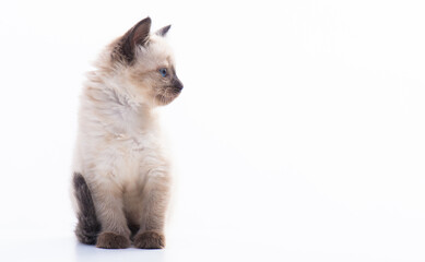 A small blue-eyed Thai or Siamese kitten sits on a white background and turned his head to the side