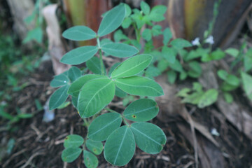 A Growing wild plant in field photo