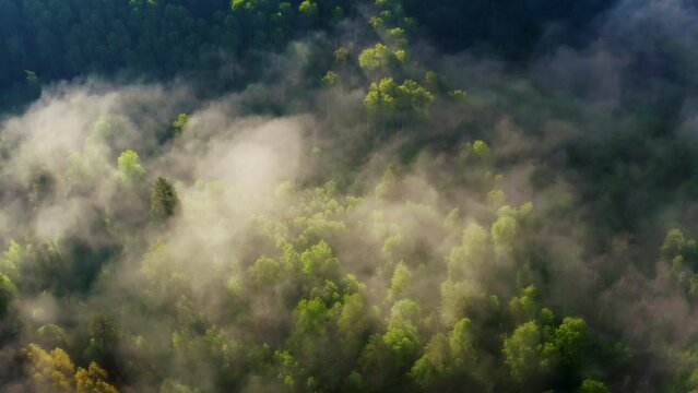 Fog flowing over forest in mountains in morning. Mist moving above woods at dawn. Brume floating over hills covered with trees at sunrise. Aerial view