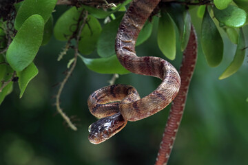 Baby boiga cynodon snake, colubrid snake endemic to asia