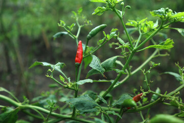 Hot chili peppers growing plant. Red and green Chile peppers plant