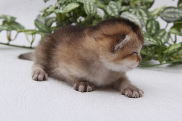 British shorthair kitten of golden color on white background and green leaves. Cute red chinchilla kitten. Pets at cozy home. Top down view web banner. Funny adorable pets cats. Postcard concept.