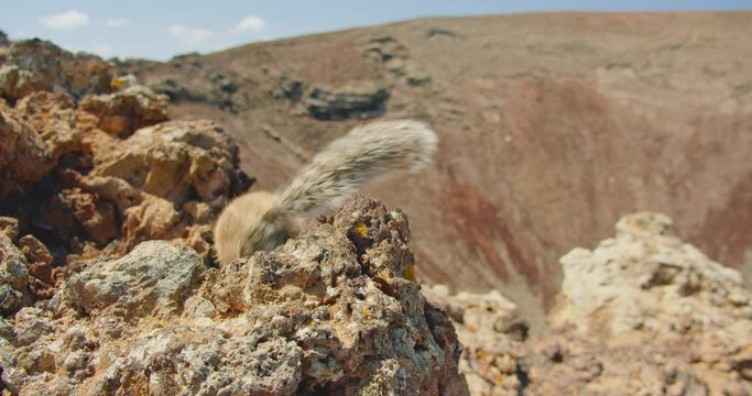 Real marmots in a wild deserted national park. Sciuridae rodent animals in wildlife volcanic nature. Groundhog suslik or squirrel on the volcano in Fuerteventura, Canary Islands, Spain. 4K.