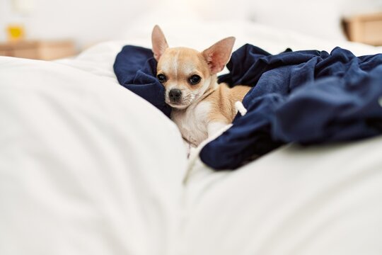 Beautiful small dog chihuahua lying on the bed with a blanket resting and sleeping at home