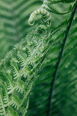 Green young fern leaves, macro, selective focus