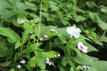 Elegant commelina flowers in garden. Elegant the dayflowers in garden