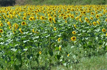 Sunflower Field