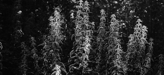 Early summer morning. The sunlight contrastly allocates a nettle against a dark background of other plants.Black-and-white image.