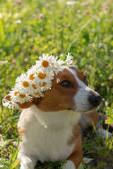 Welsh corgi Pembroke. A thoroughbred dog with white flowers. Pets