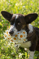 Welsh Corgi Pembroke. A purebred dog with white flowers. A greeting card