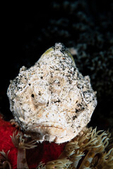 Fototapeta na wymiar Devil scorpionfish, Scorpaenopsis diabolus, Lembeh Strait, Indonesia