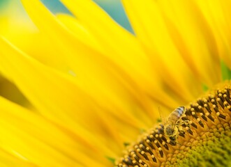 Entre fleurs et montagnes, les prairies de tournesols s'élèvent au soleil avec sa faune abondantes comme une renaissance