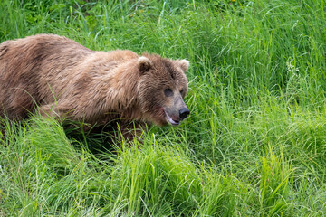 Obraz na płótnie Canvas Alaskan Brown bear at McNeil River
